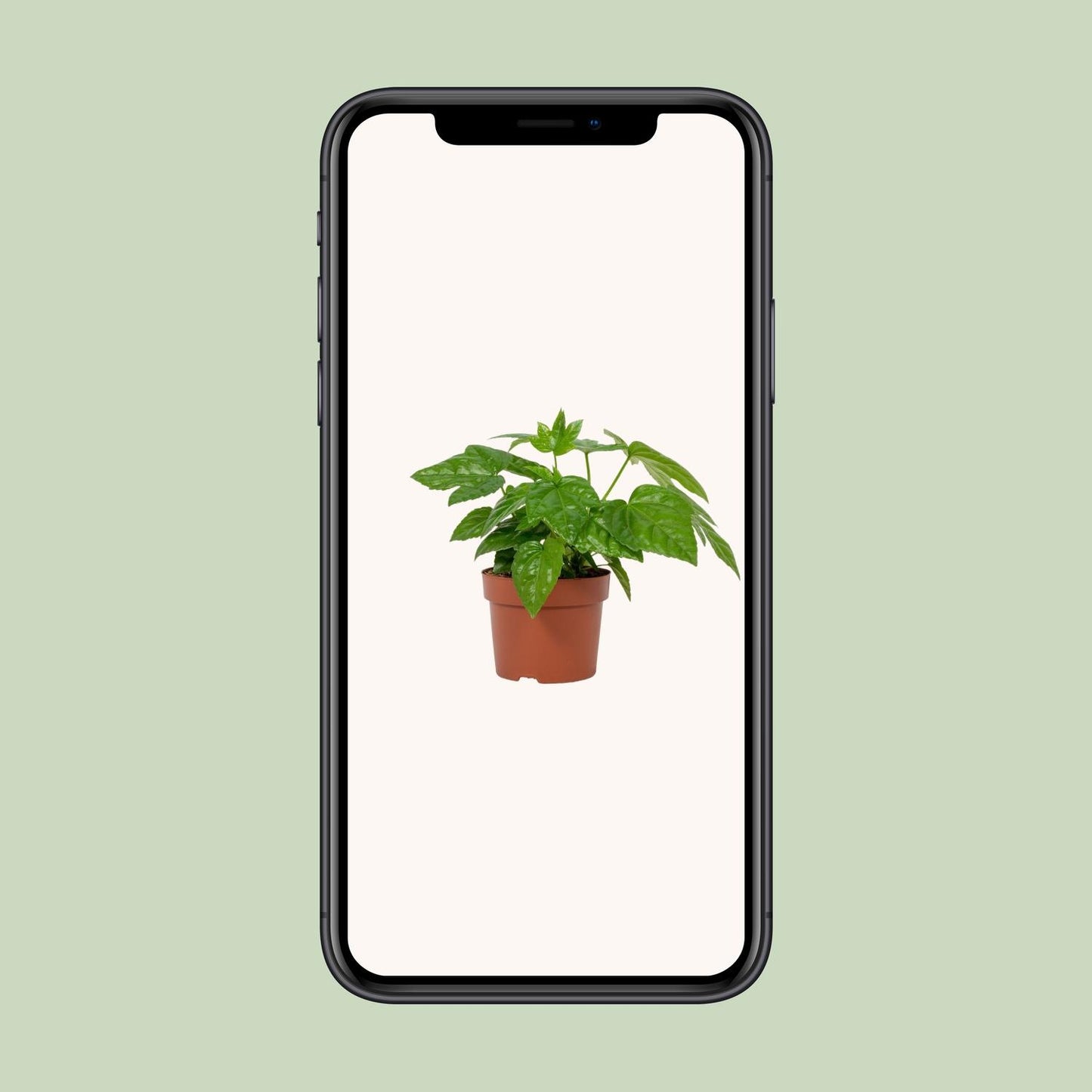 Fatsia Japonica 12cm - Ø12cm - ↕22cm