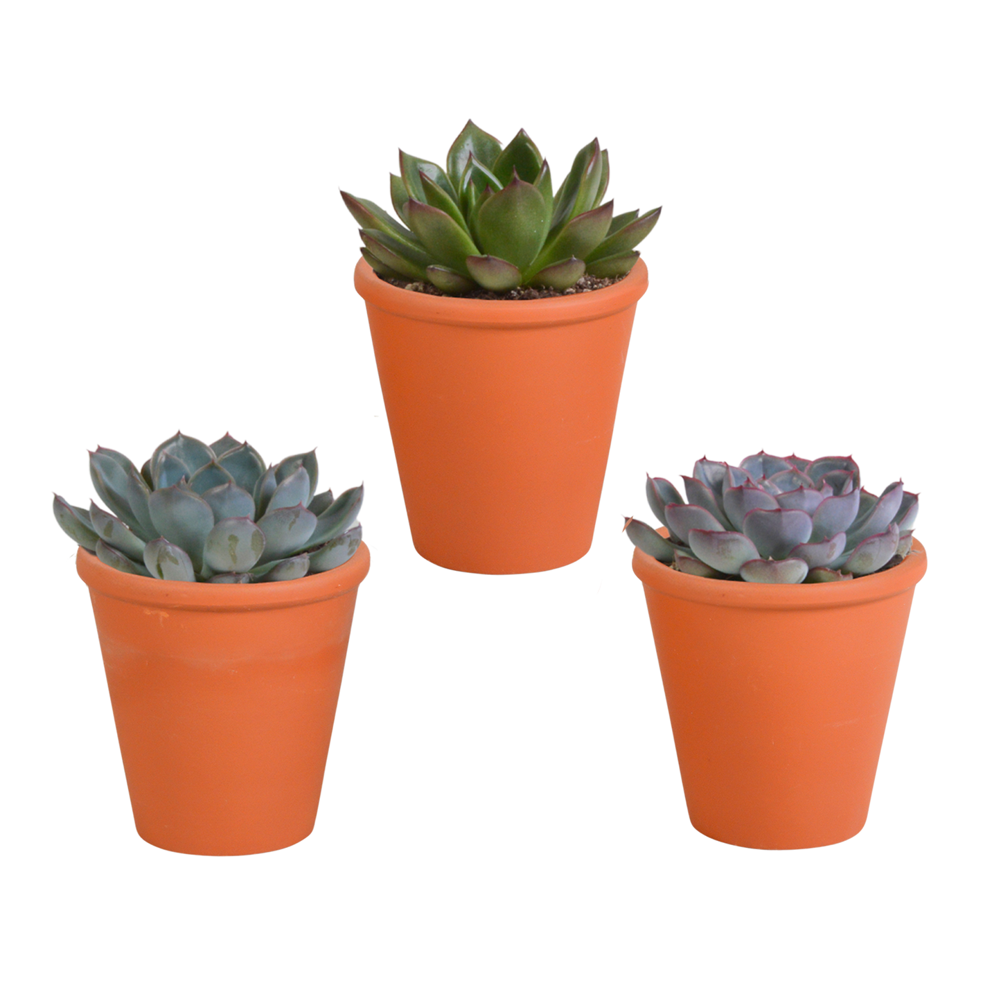 Echeveria-Mischung 3er Set im Terracotta-Topf 8,5 cm