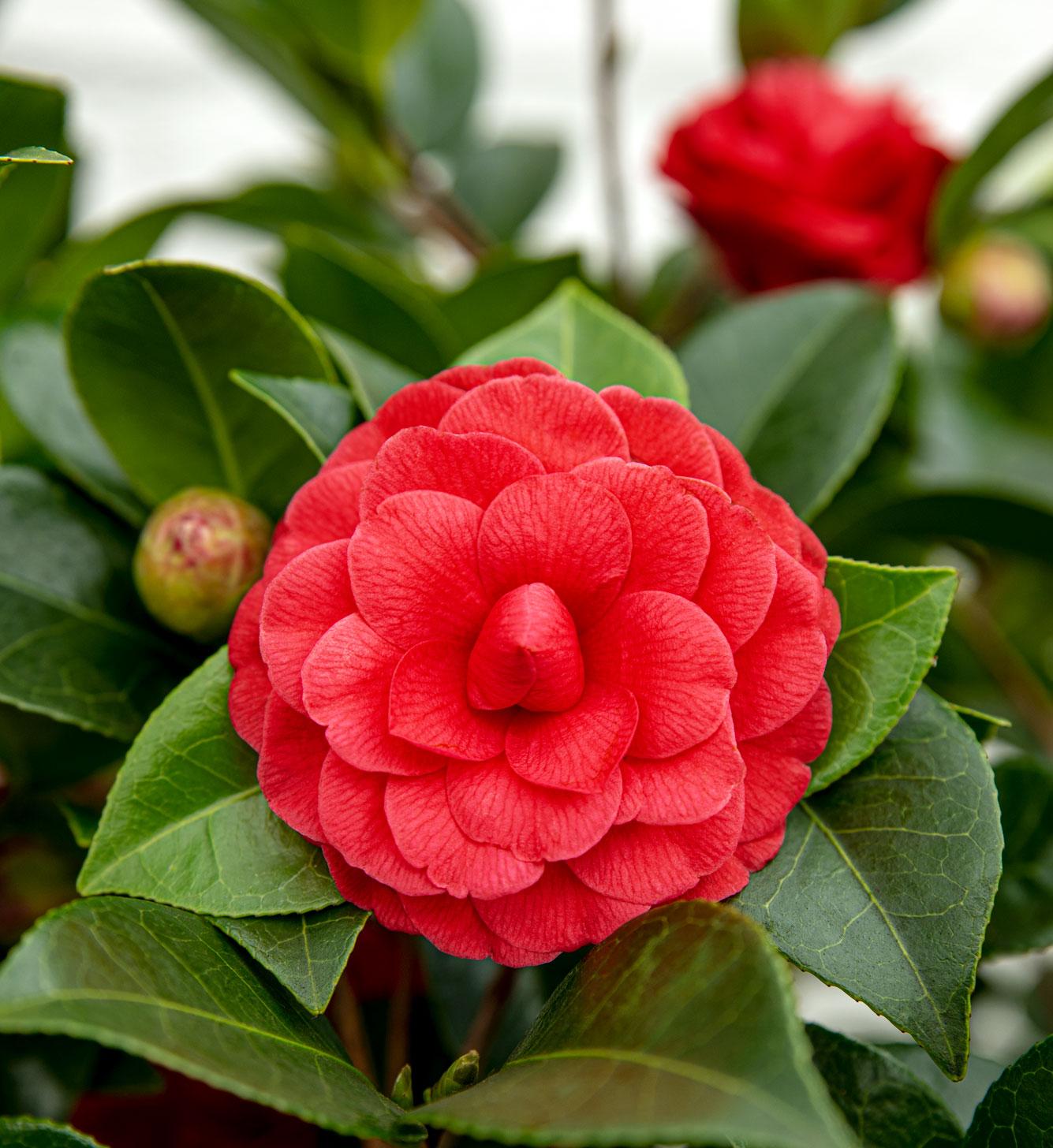 Camellia japonica 'Black Lace' – Eleganter immergrüner Strauch