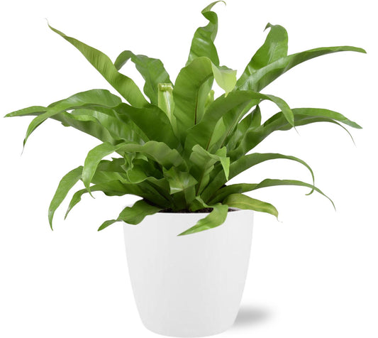 Asplenium Antiquum Ø17cm mit weißem Brussels-Topf