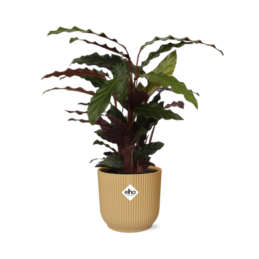 Calathea Rufibarba ‘Tropistar’ im ELHO Vibes Fold 14cm Topf