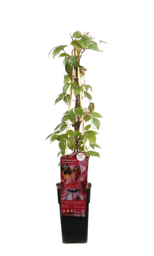 Parthenocissus tricuspidata 'Veitch Boskoop' – Selbstkletternde Rankpflanze Ø15cm