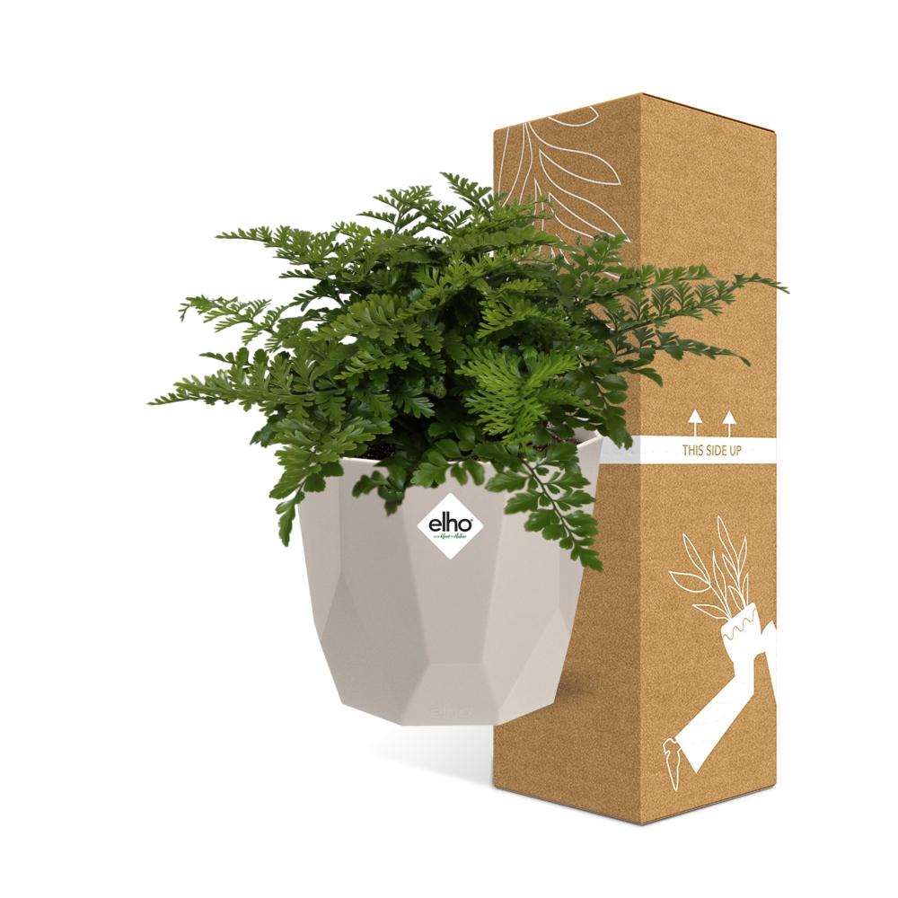 Asplenium Parvati Rippenfarn in ELHO b.for rock 14 cm warm grey
