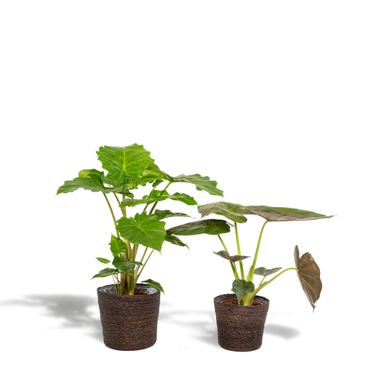 Alocasia Wentii & Portodora im Korb Ø19cm - XXL Zimmerpflanzen-Set