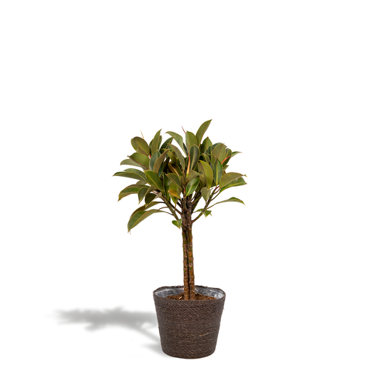 Ficus elastica Melany mit Korb – 90 cm, Ø 21 cm