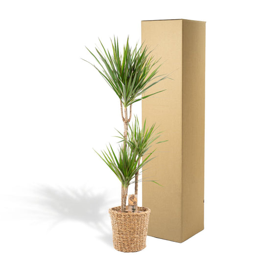 Dracaena Marginata mit Korb – 120 cm – Ø 21 cm
