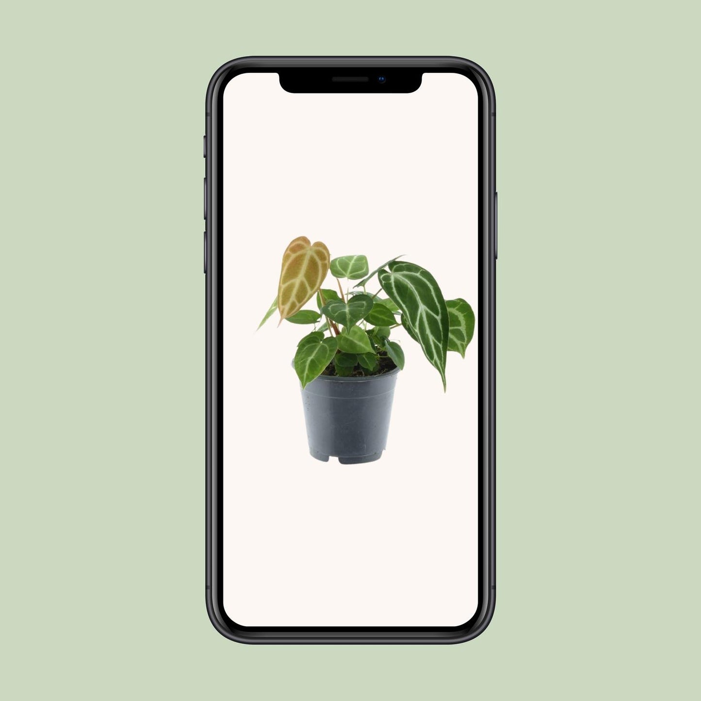 Anthurium Chrystallinum – Pflegeleichte Tropenpflanze Ø12cm