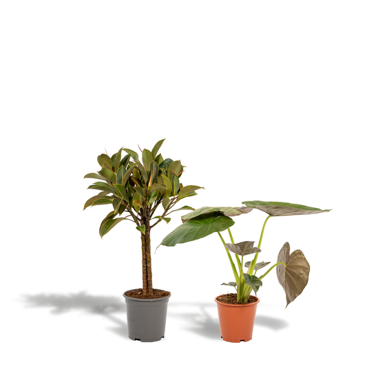 Ficus Elastica Melany & Alocasia Wentii Set – Ø21cm & Ø19cm