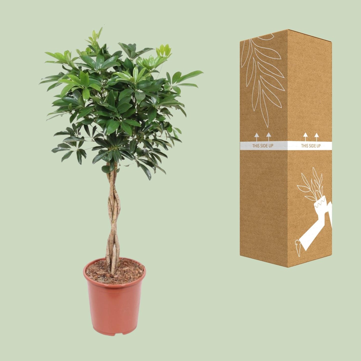 Schefflera Arboricola Compacta – Elegante Schirmpflanze Ø27cm