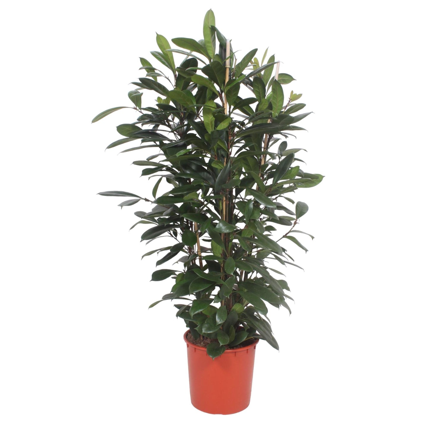 Ficus Cyathistipula – Exotische XXL Zimmerpflanze 180 cm