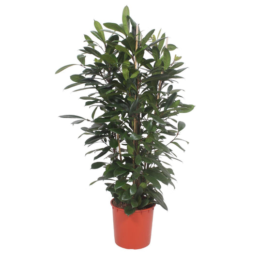 Ficus Cyathistipula – Exotische XXL Zimmerpflanze 180 cm