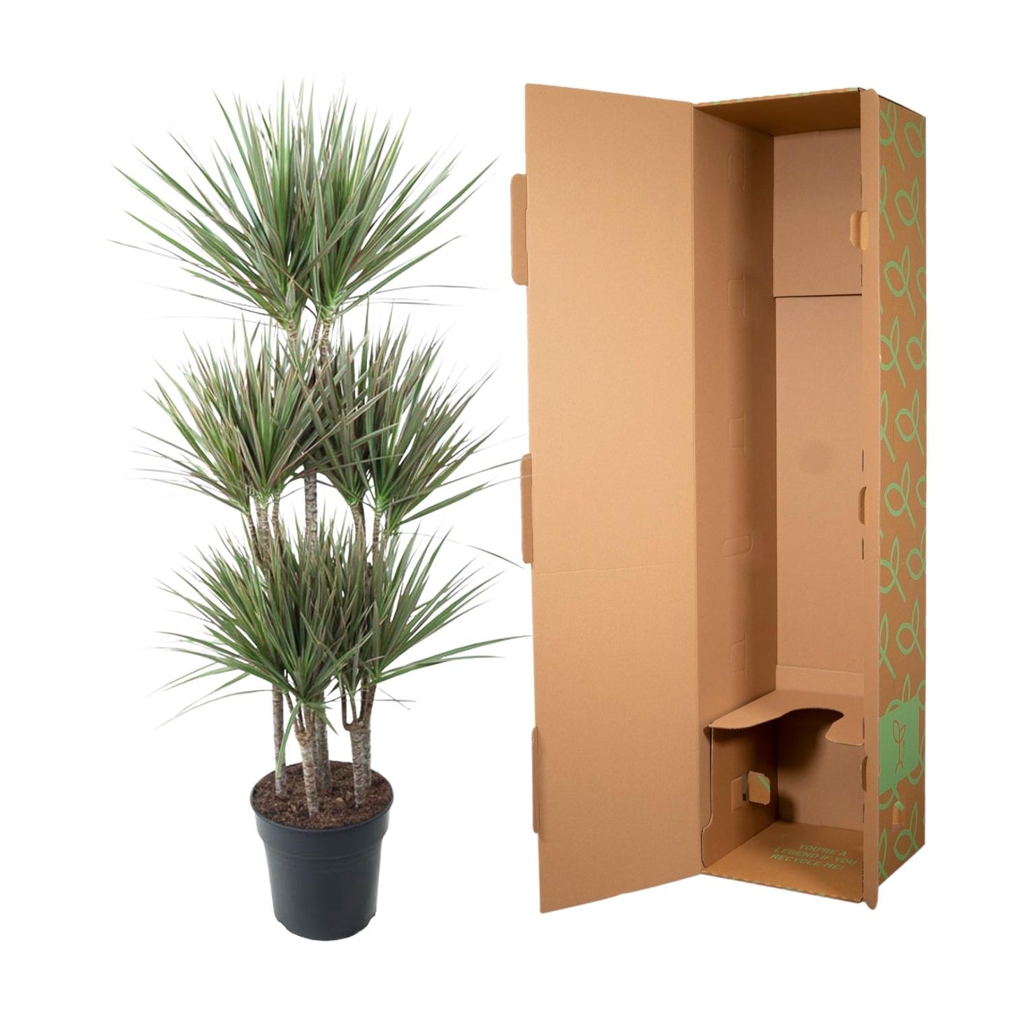 Dracaena Bicolor Carrousel – 150 cm – Ø 31 cm