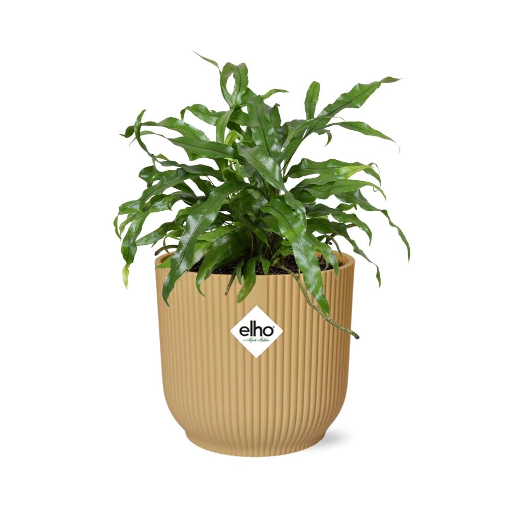 Känguru-Farn (Microsorum Diversifolium) in ELHO Vibes Fold 14cm gelb