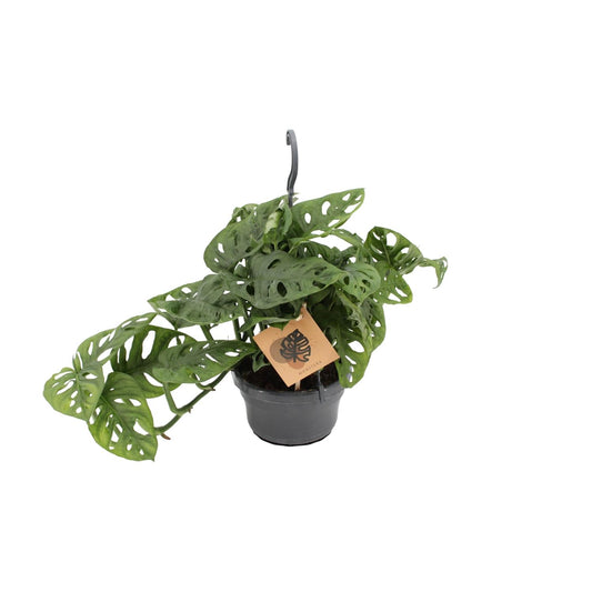 Monstera Monkey Leaf – Pflegeleichte Zimmerpflanze Ø14cm