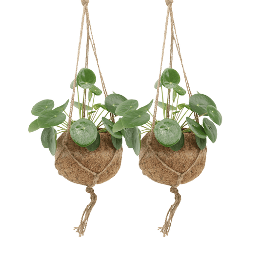 2x Kokodama Pilea Peperomiodes – Pfannkuchenpflanze Ø15cm