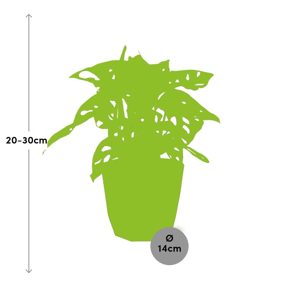 Monstera ‘Monkey Leaf’ – Pflegeleichte Zimmerpflanze im 14cm Topf