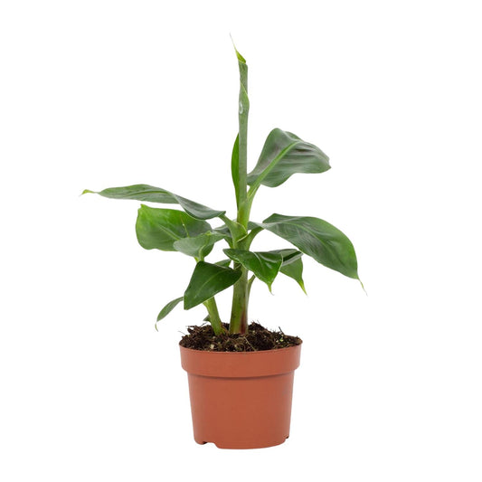 Musa Tropicana Zimmer-Bananenbaum Ø12cm, 27cm hoch