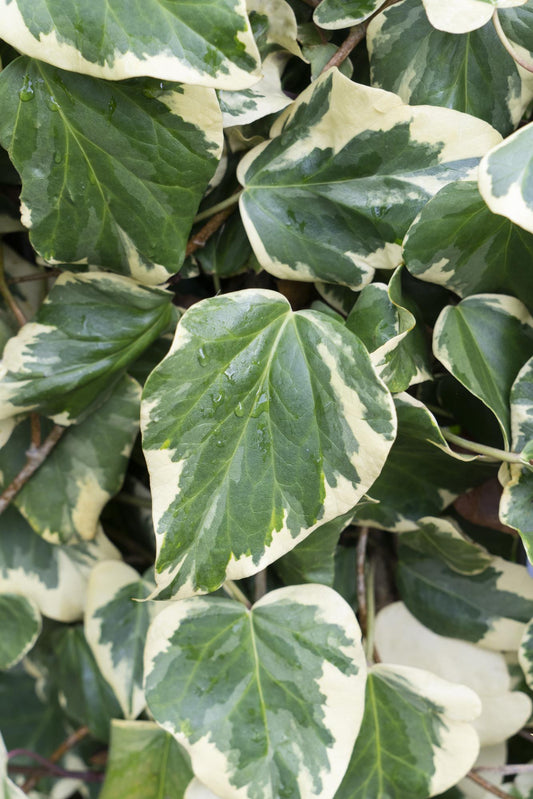 Hedera colchica 'Dentata Variegata' – pflegeleichte Efeutute Ø15cm
