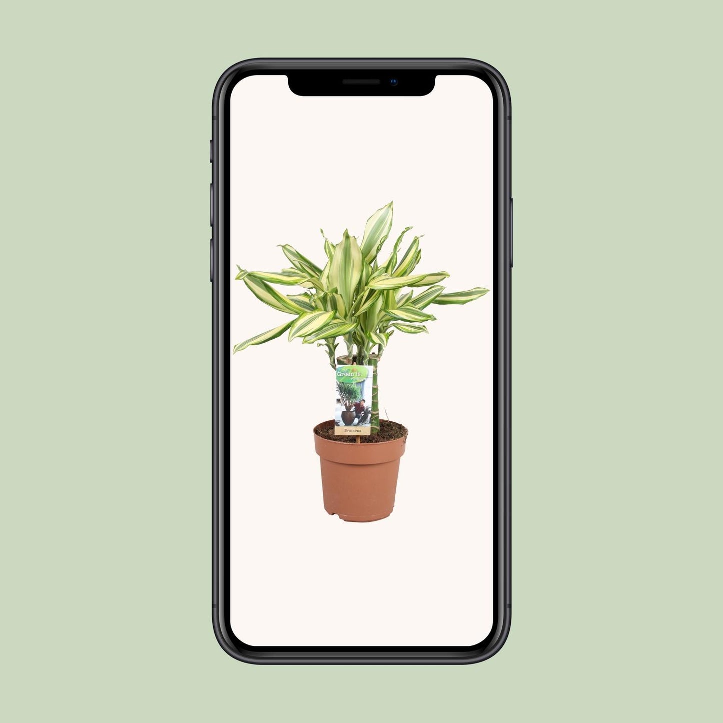 Dracaena Diamonddream – Pflegeleichter Drachenbaum Ø17cm