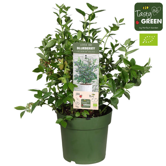 Vaccinium corymbosum 'Bingo Blue' Bio – Heidelbeerpflanze Ø23cm