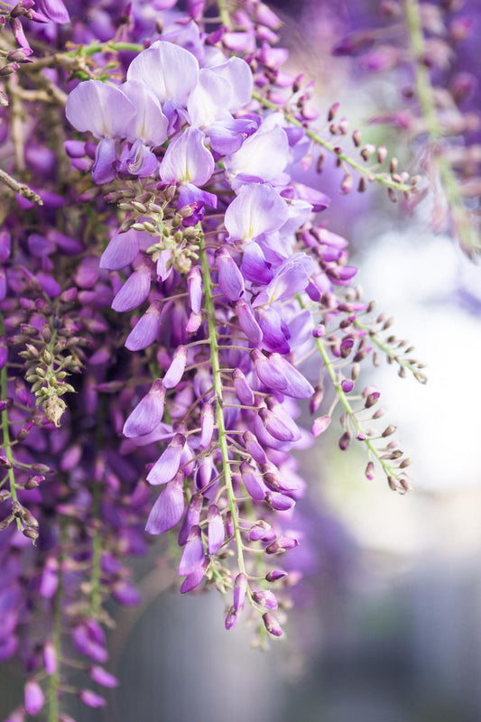 Wisteria floribunda 'Naga Noda' – Kletterpflanze 65 cm