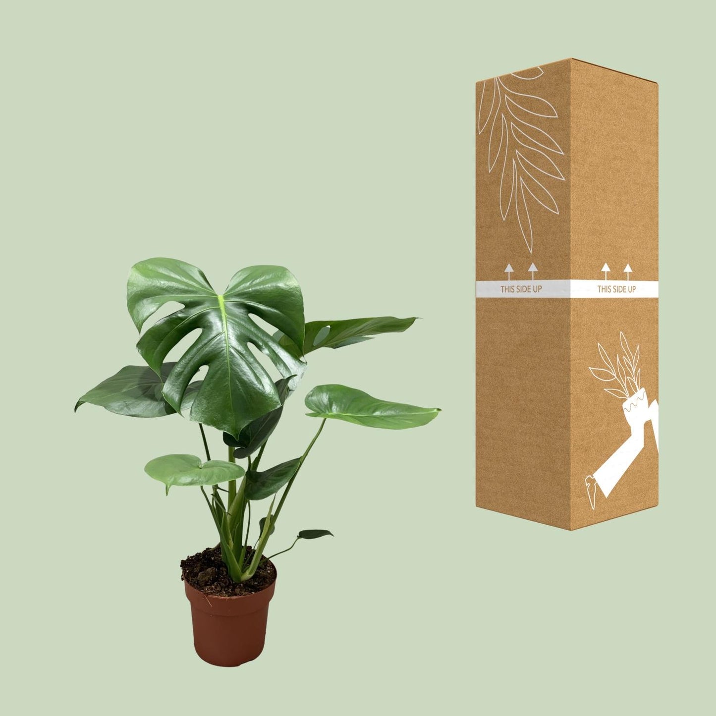 Monstera Deliciosa Bush – Stilvolle & Pflegeleichte Zimmerpflanze