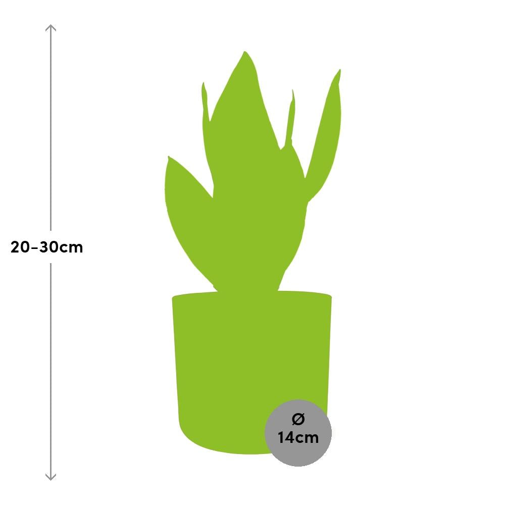 Sansevieria Futura Superba im ELHO b.for soft Rond 14cm Brique