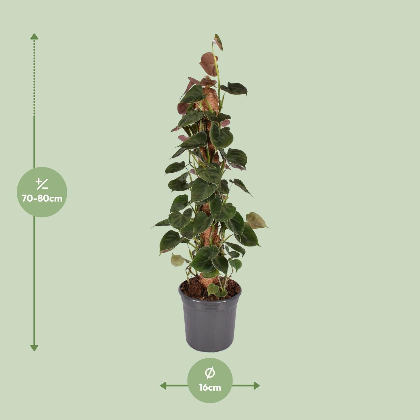 Philodendron Lupinum Mosstok – Pflegeleichte Zimmerpflanze Ø16cm