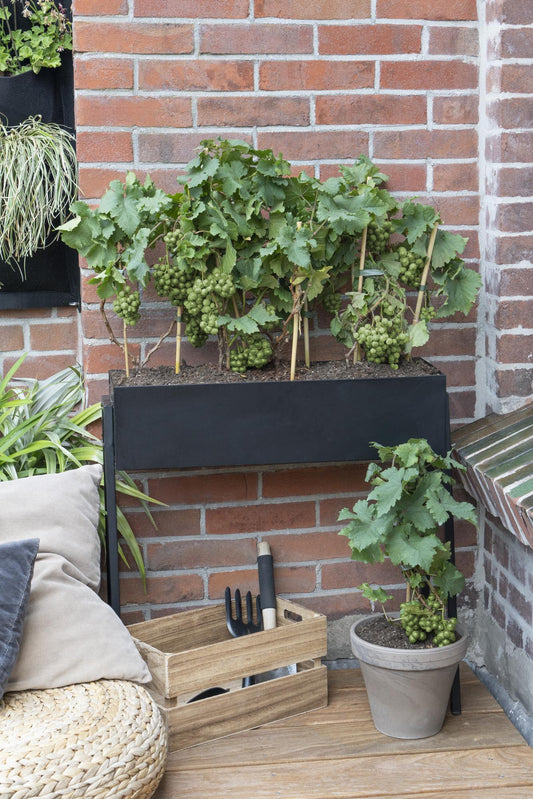 3x Vitis Pixie 'Riesling' - Zwergtraube Ø14cm Topf