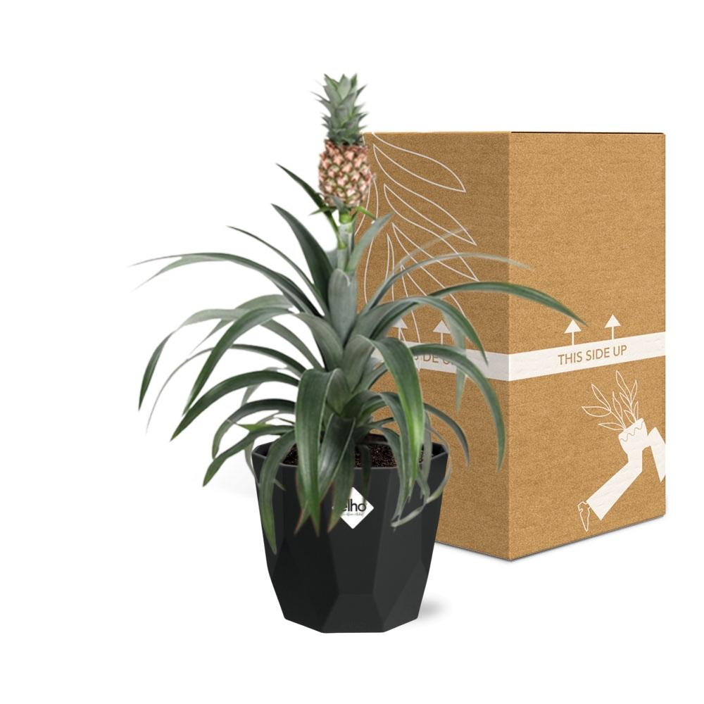 Ananas Mi Amigo – Zier-Ananas in 14 cm Topf schwarz
