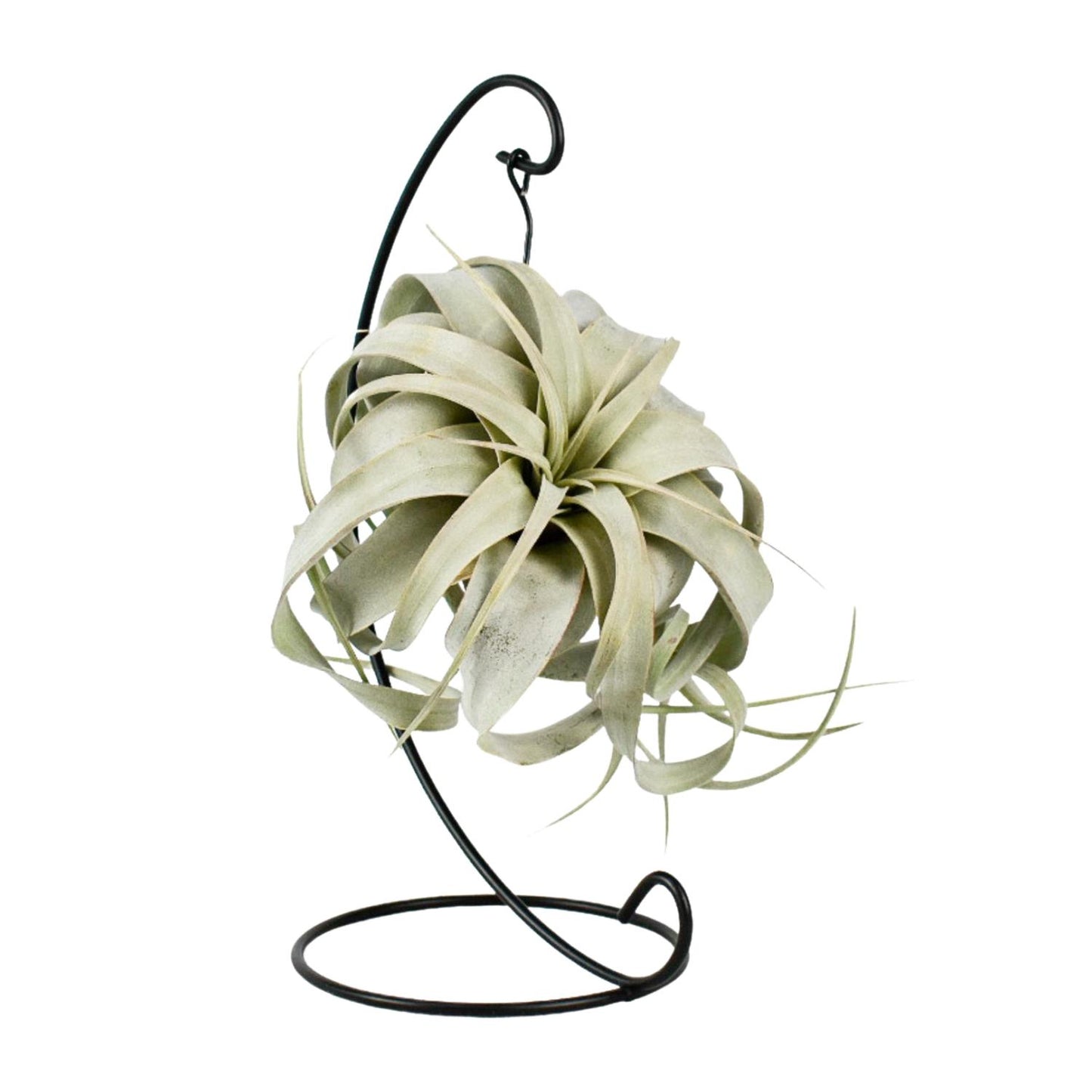 Tillandsia King Xero – Pflegeleichte Luftpflanze Ø12cm