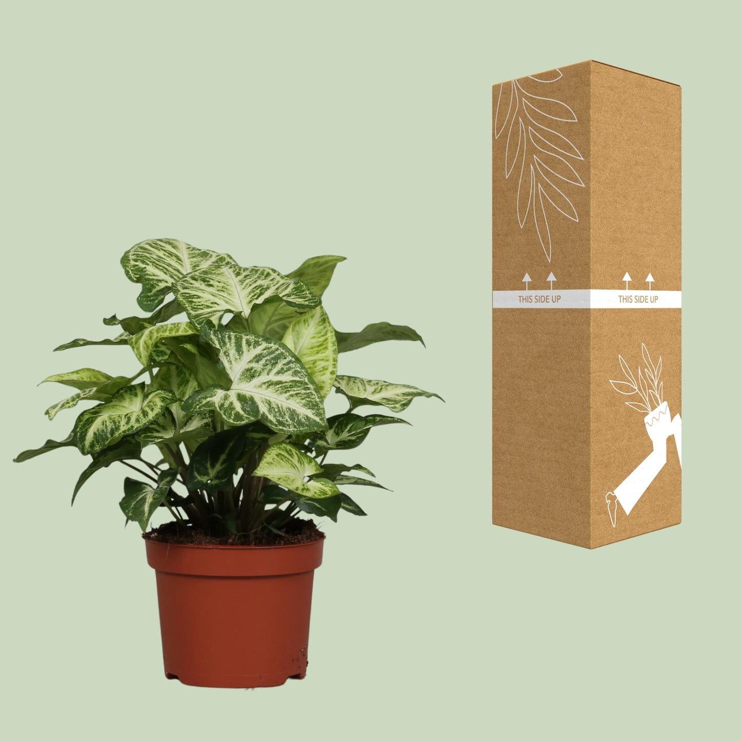 Syngonium Arrow – kompakte, pflegeleichte Zimmerpflanze Ø12cm