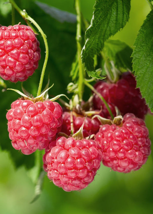 Rubus idaeus 'Malling Promise' – Biologische Sommer-Himbeere Ø13cm