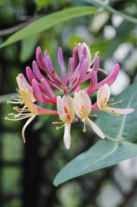 Lonicera periclymenum 'Belgica' – Duftende Kletterpflanze Ø15cm