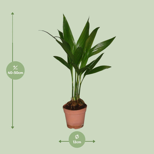 Areca Catechu – Pflegeleichte Palme Ø12cm, 50cm hoch