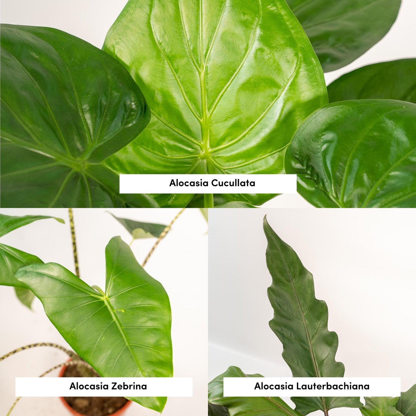 Alocasia Zebrina, Cucullata & Lauterbachiana – 3er Set Ø19cm