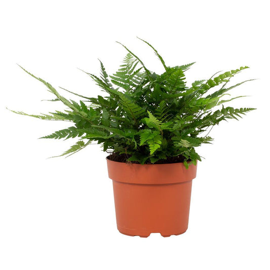 Polystichum Tsussimense Biaristatum – Pflegeleichter Stechfarn Ø12cm