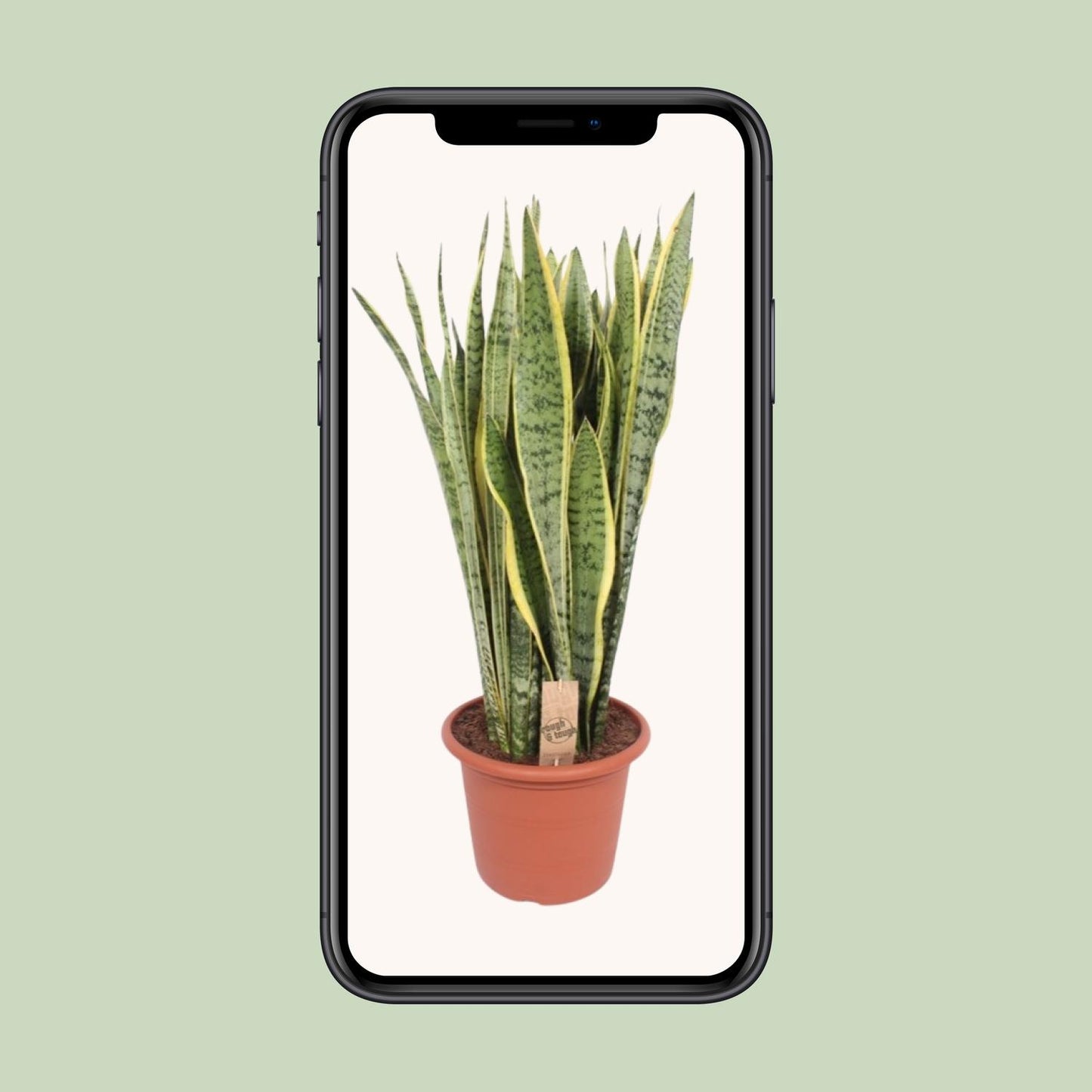 Sansevieria Trifasciata Laurentii – Pflegeleichter Bogenhanf Ø30cm