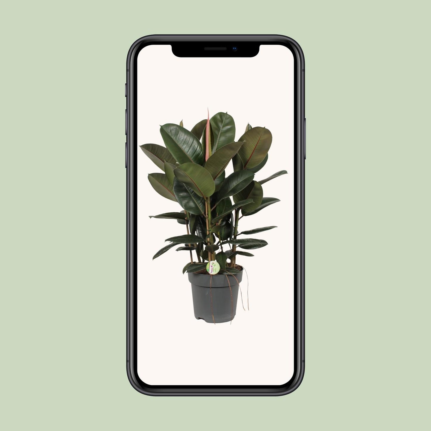 Ficus Robusta – Pflegeleichte XXL-Zimmerpflanze Ø27 cm