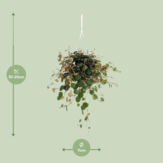 Peperomia Pepperspot – Pflegeleichte Zimmerpflanze Ø11cm