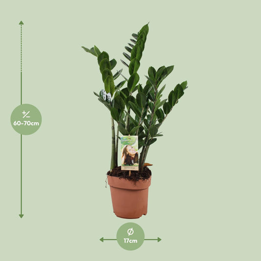 Zamioculcas Zamiifolia – Pflegeleichte ZZ-Pflanze Ø17cm, 70cm hoch