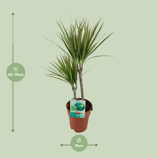 Dracaena Marginata Bicolor – Eleganter Drachenbaum Ø19cm, 70cm