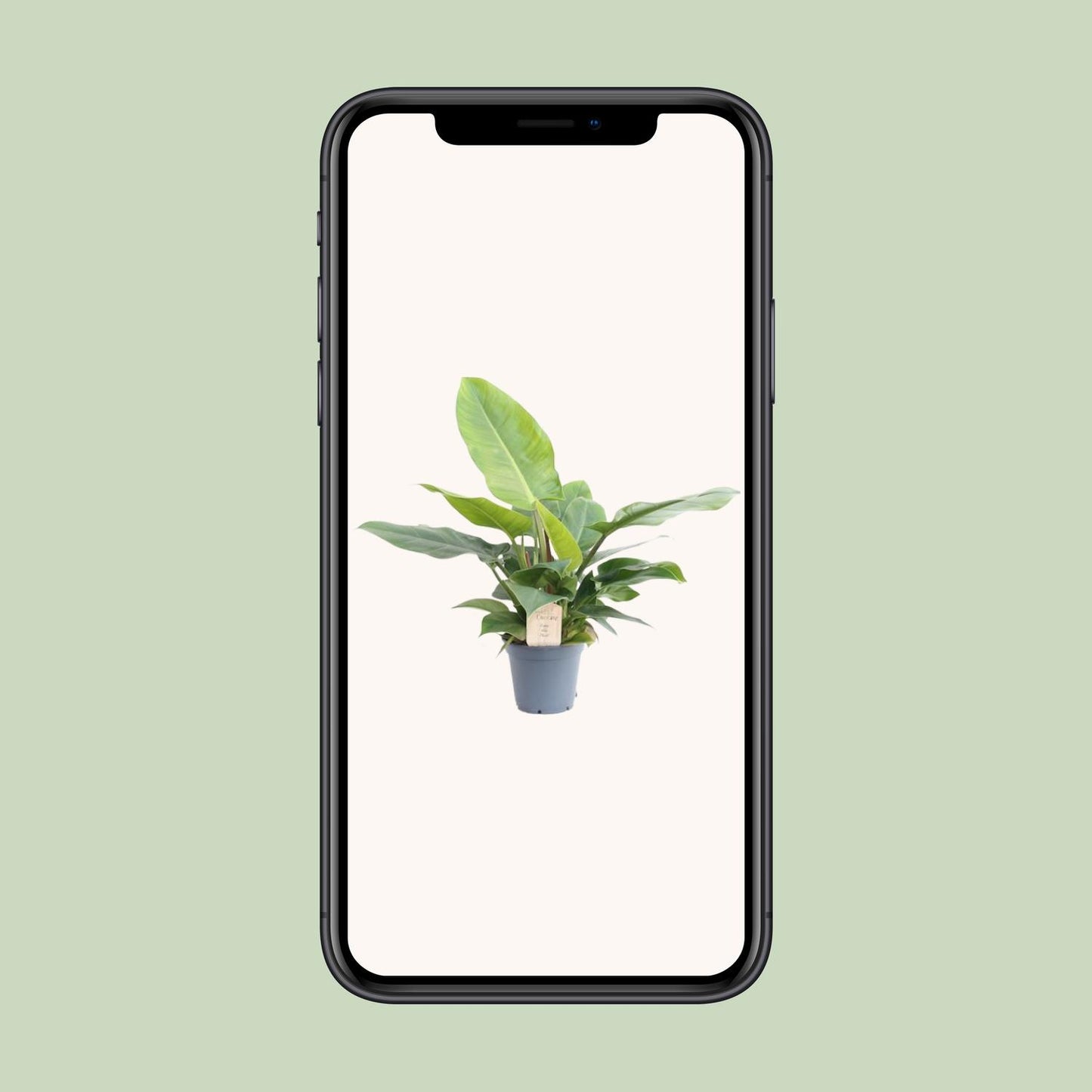Philodendron Imperial Green – pflegeleichte Zimmerpflanze Ø17cm