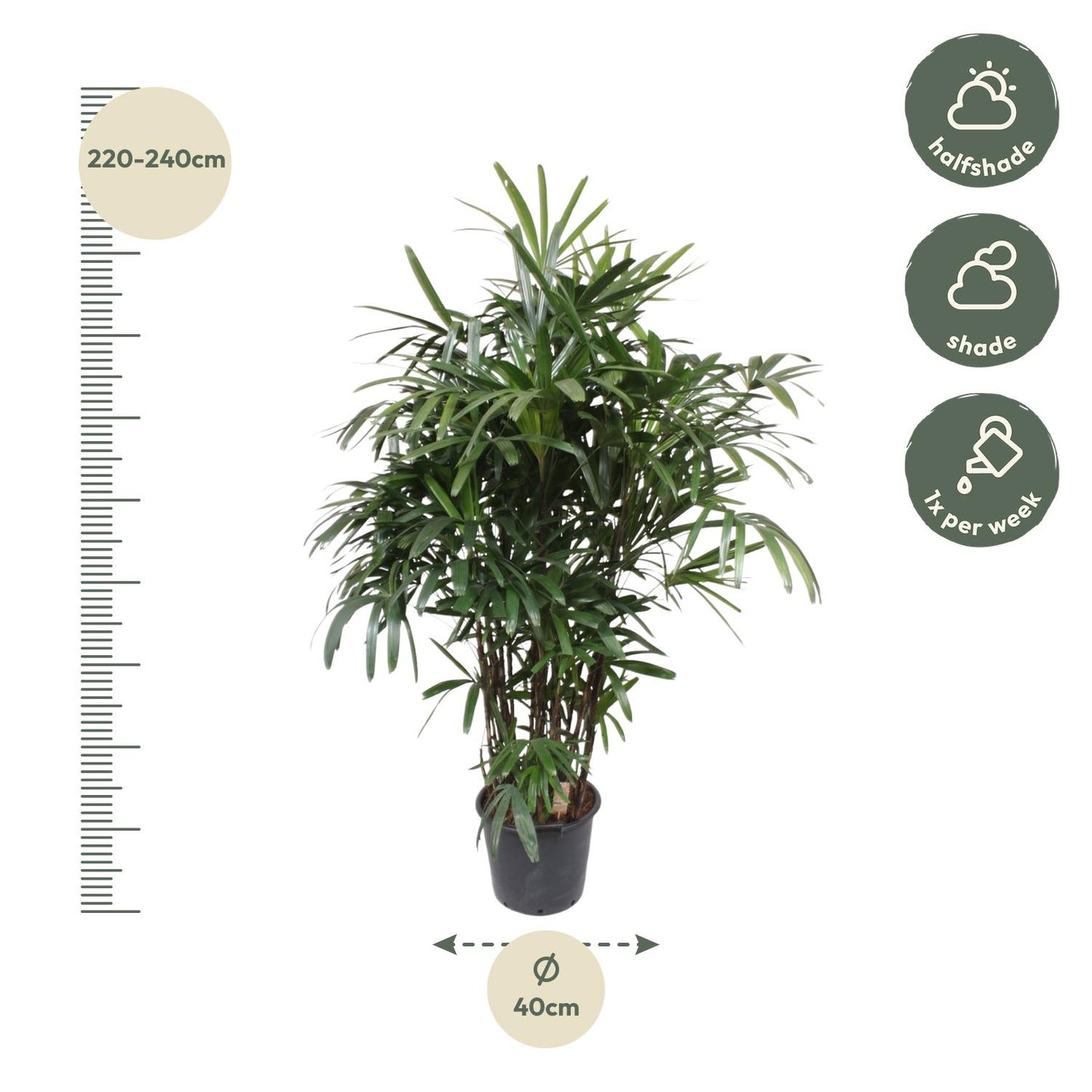 Rhapis Excelsa - Elegante Damenpalme 190 cm ø40