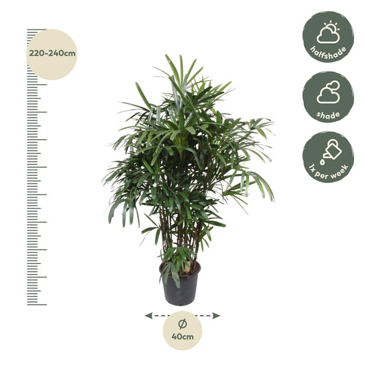 Rhapis Excelsa - Elegante Damenpalme 190 cm ø40