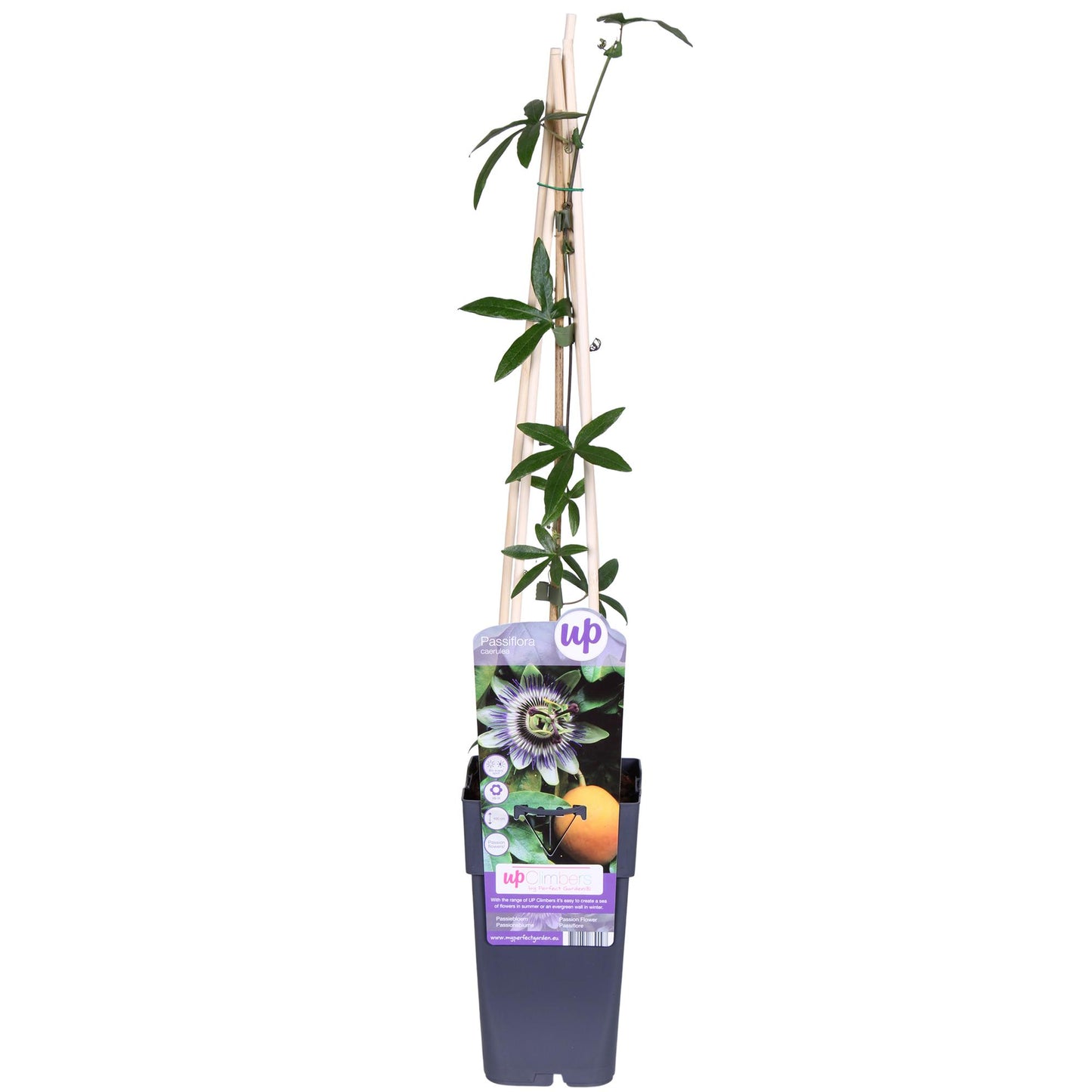 Passiflora Blau caerulea – Kletterpflanze Ø15cm, 65cm Höhe