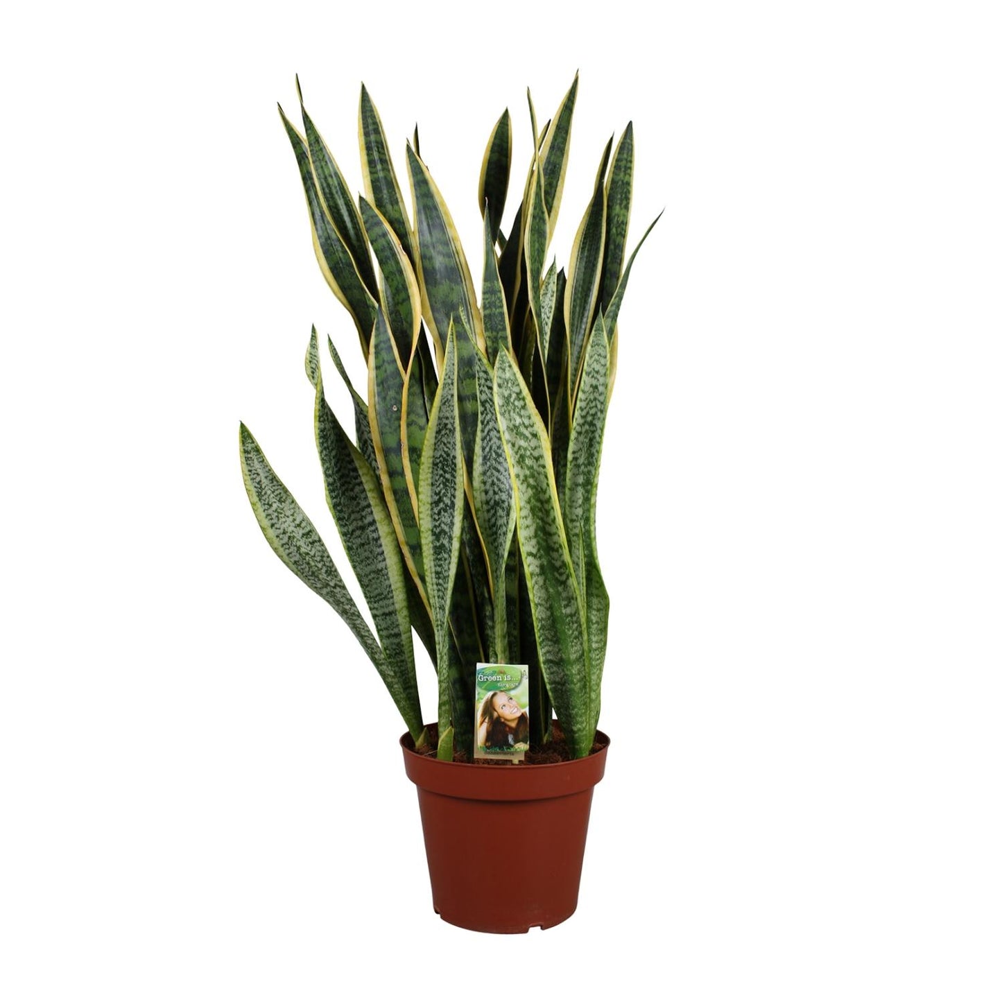 Sansevieria Laurentii – Pflegenleichter Bogenhanf Ø27cm, 100cm hoch