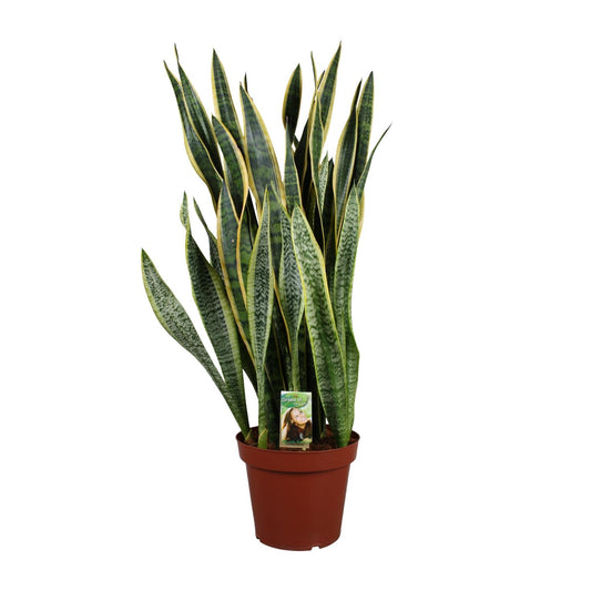 Sansevieria Laurentii – Pflegenleichter Bogenhanf Ø27cm, 100cm hoch