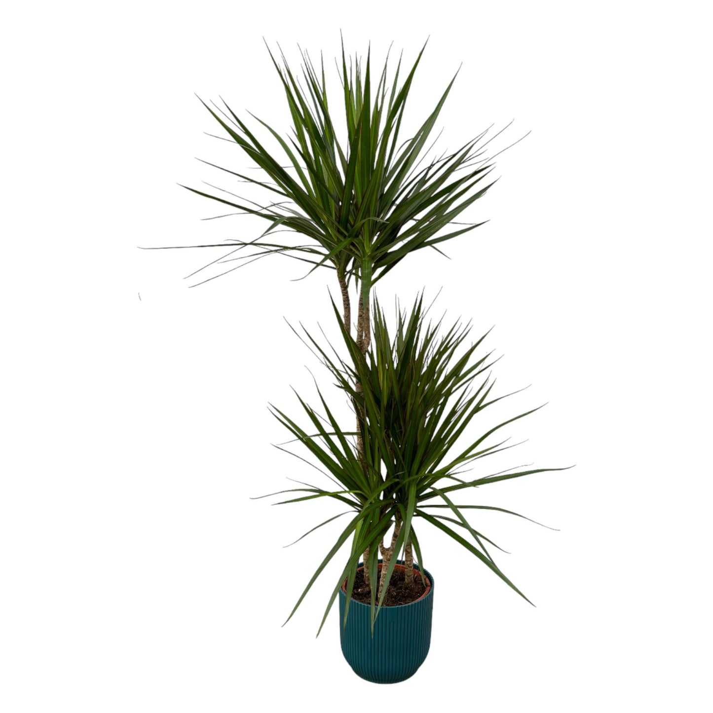 Dracaena Marginata – Elegante, pflegeleichte Zimmerpflanze Ø21cm