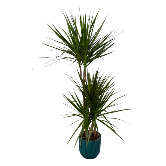 Dracaena Marginata – Elegante, pflegeleichte Zimmerpflanze Ø21cm